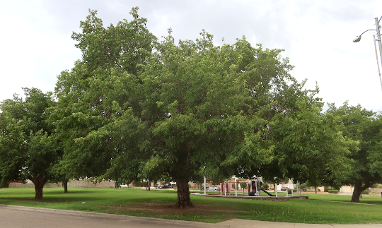 Mulberry Tree in Park