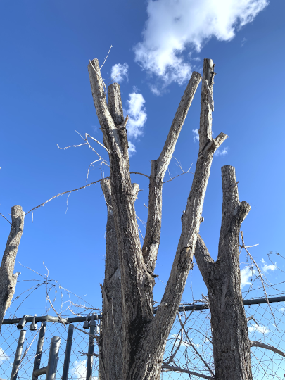 Dead Mulberry Tree Branches Reaching Towards Sky