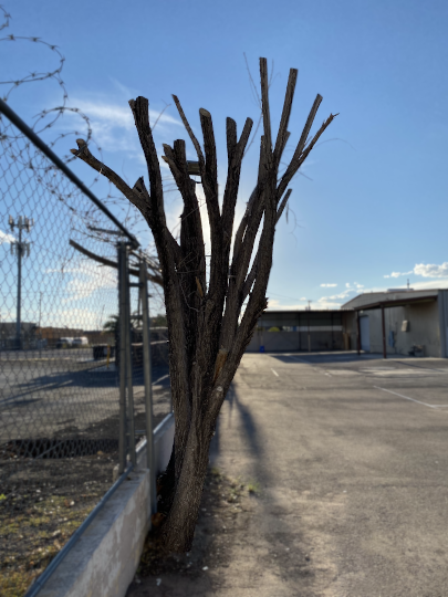 Dead Mulberry Tree in Parking Lot