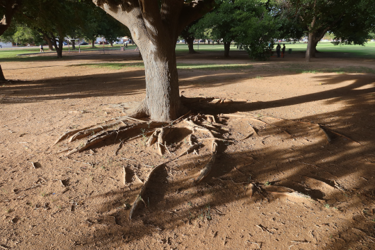 Mulberry tree roots