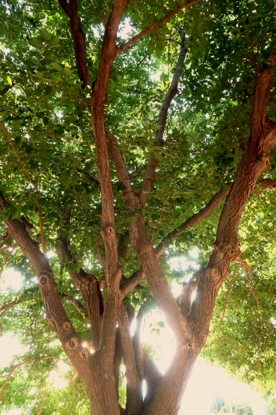 Mulberry tree branches