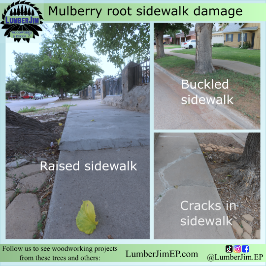 Underground mulberry discount tree roots