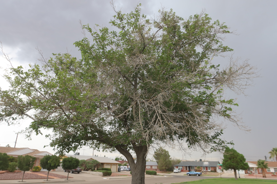 Mulberry tree in decline